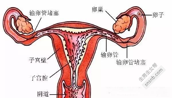 输卵管粘连也能怀孕吗？