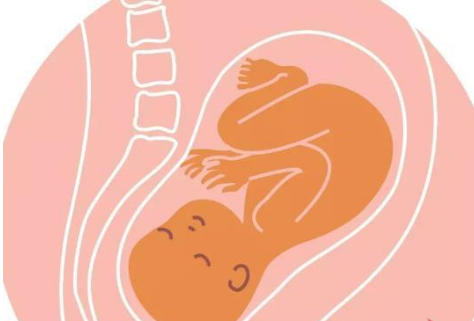 菏泽借腹生子高端机构：孕期健康科学：怀孕期间胎儿的理想位置是左枕横卧。